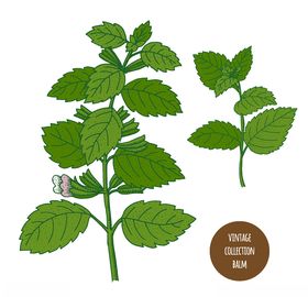 植物线稿