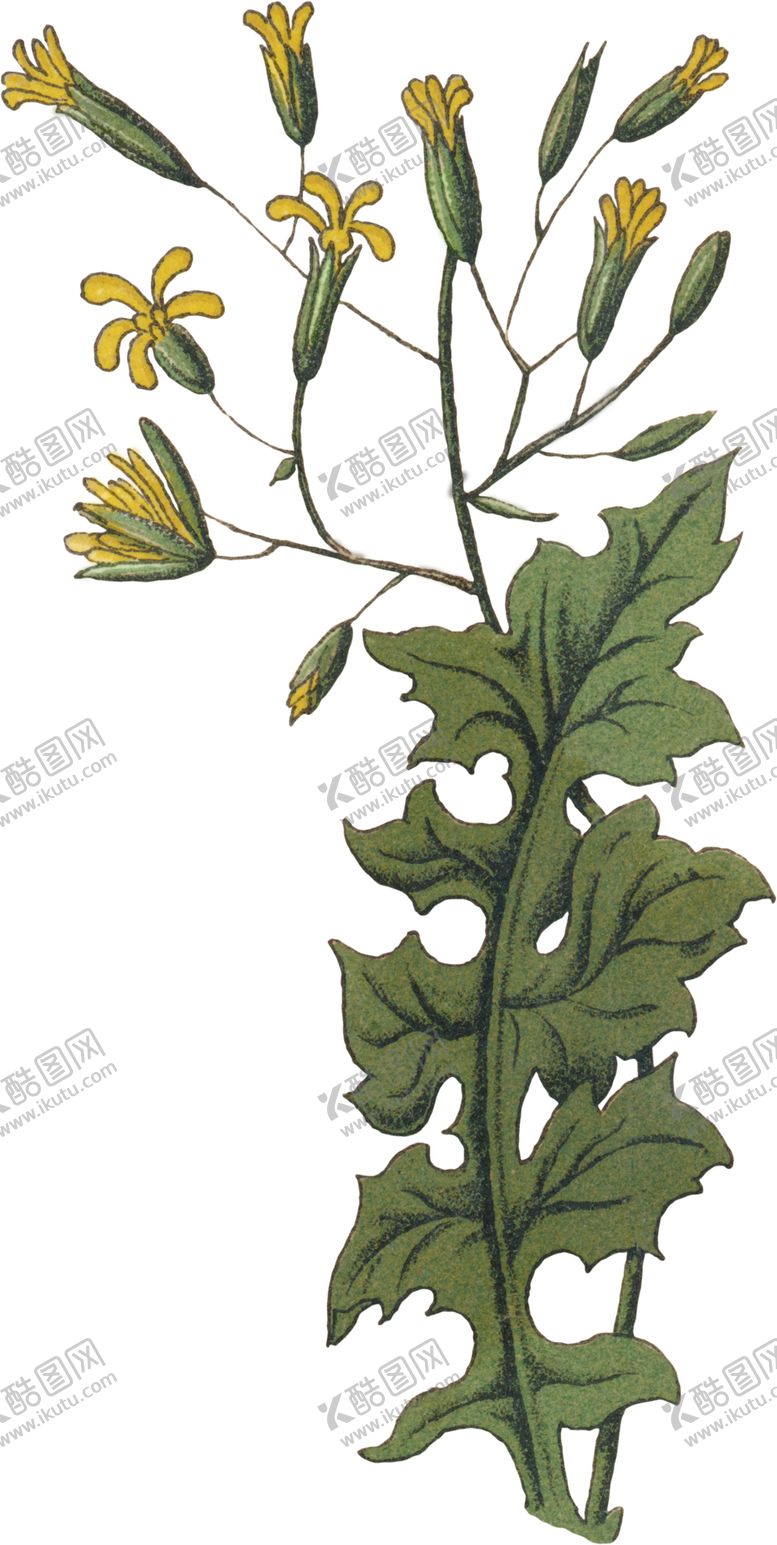 编号：84121610091618081264【酷图网】源文件下载-水彩插画