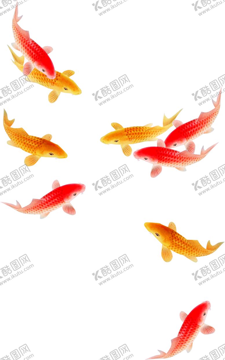 编号：88355507041545359086【酷图网】源文件下载-红黄鲤鱼