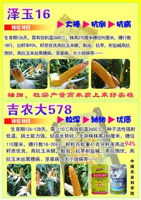 玉米种子