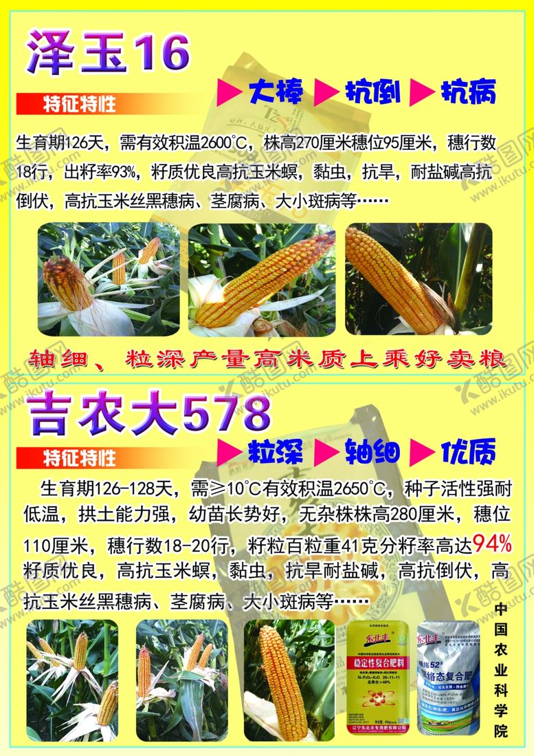 编号：53097706241503294453【酷图网】源文件下载-玉米种子