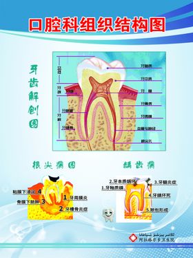 口腔科组织结构图