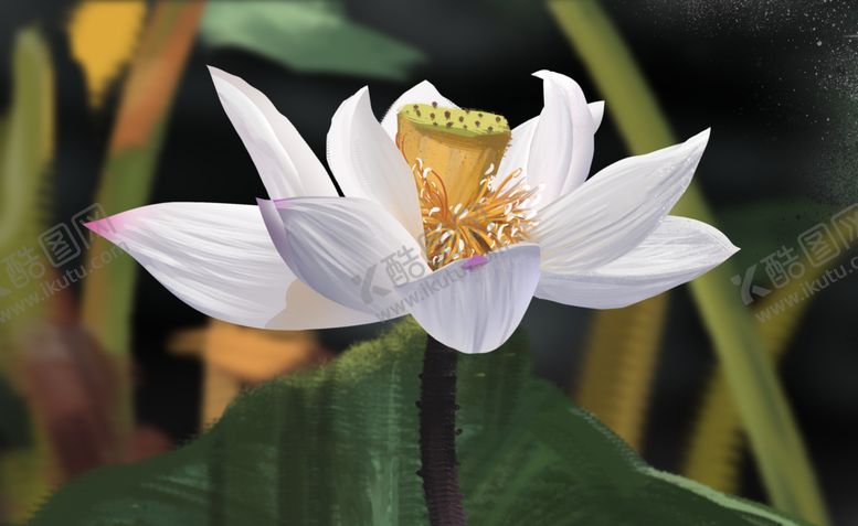 编号：26574902061530207999【酷图网】源文件下载-荷花莲花