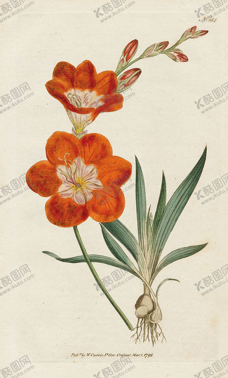 编号：42742605050858099755【酷图网】源文件下载-欧式复古色调花朵植物