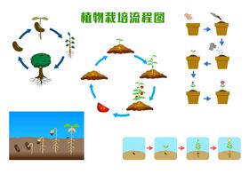 向日葵生长记植物观察日记