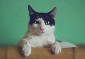 猫咪