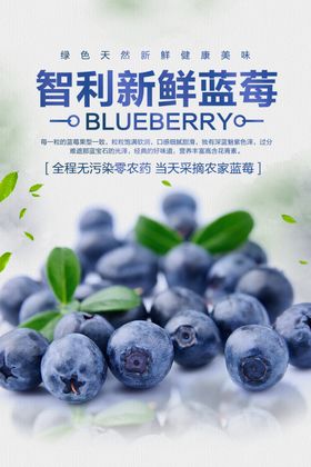 蓝莓海报