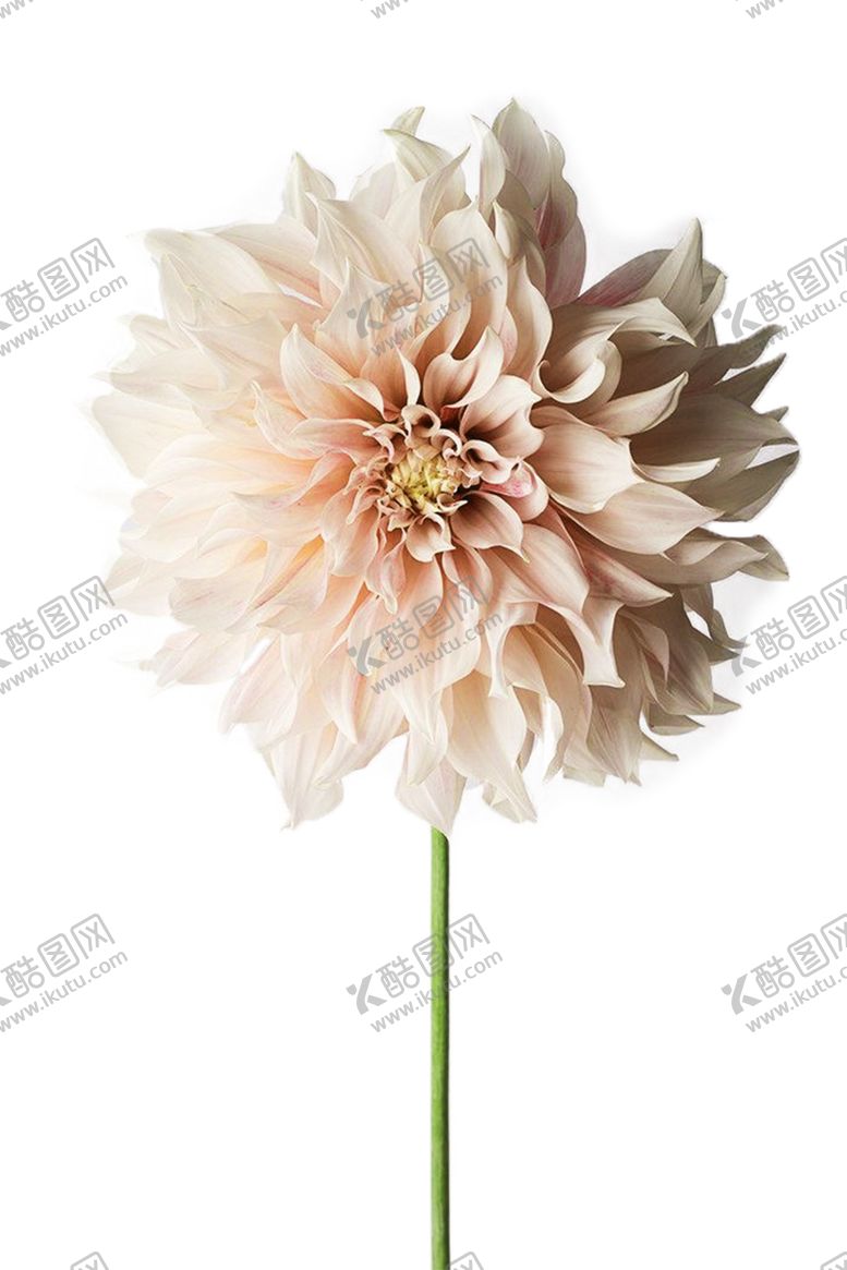 编号：86853509101849471613【酷图网】源文件下载-浪漫素材