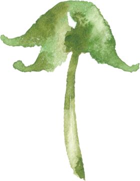 手绘花卉植物花朵化妆品元素