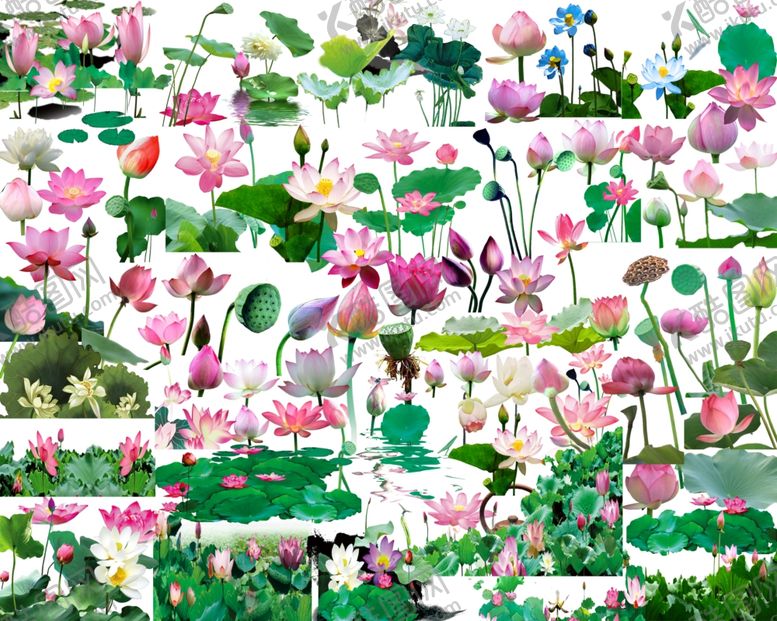 编号：36330010061115091772【酷图网】源文件下载-荷花