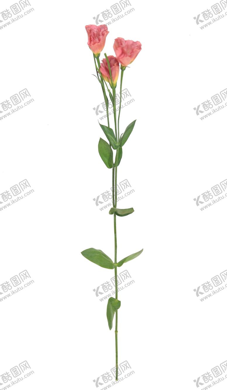 编号：67736710040321227176【酷图网】源文件下载-单只花退底鲜花花枝花朵