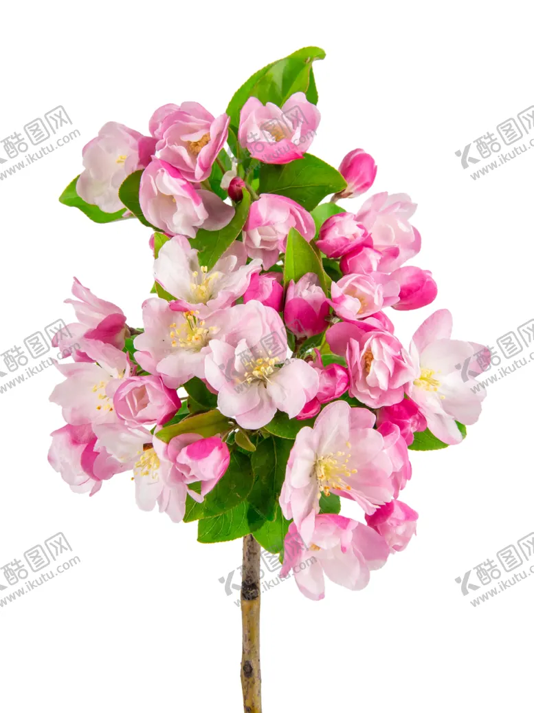 编号：58416501311316062001【酷图网】源文件下载-海棠花花苞