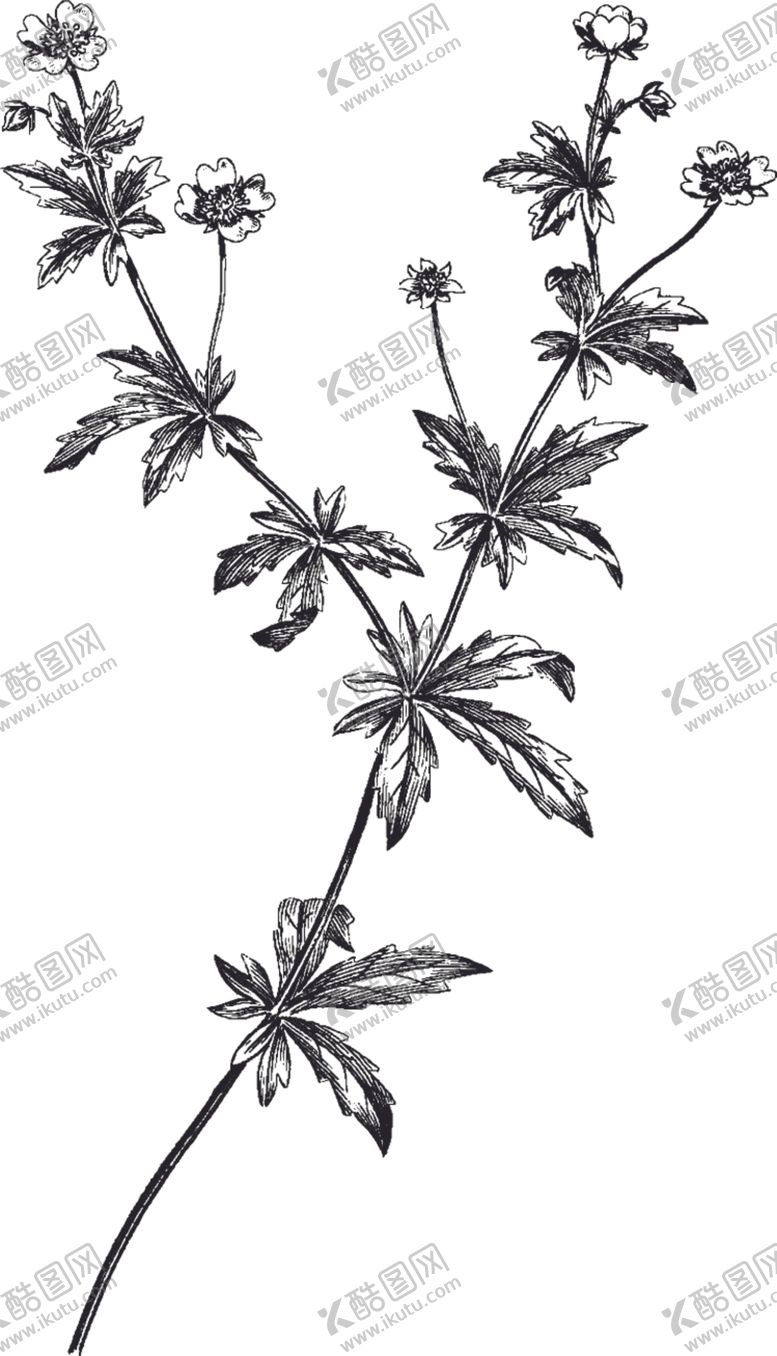 编号：55750311010656078969【酷图网】源文件下载-Ai矢量中草药素材