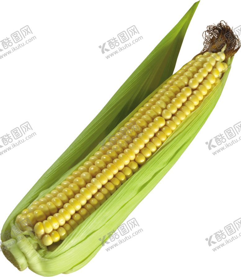 编号：11638005080834505530【酷图网】源文件下载-玉米