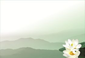白莲花