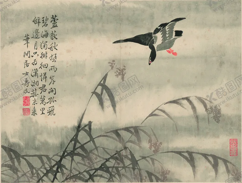 编号：78521910081346354270【酷图网】源文件下载-野鸭  