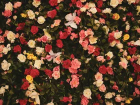 玫瑰绽放花卉自然景观花