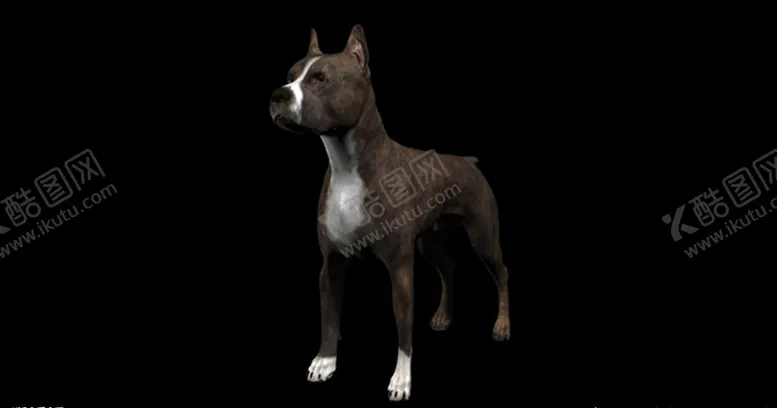 编号：35902404062118257122【酷图网】源文件下载-C4D模型可爱小狗