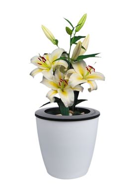 花盆栽植物