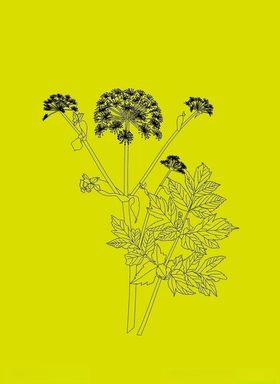 白芷