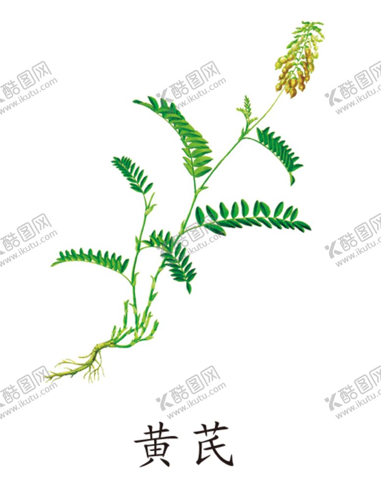 编号：94912205091144418364【酷图网】源文件下载-草本植物药材
