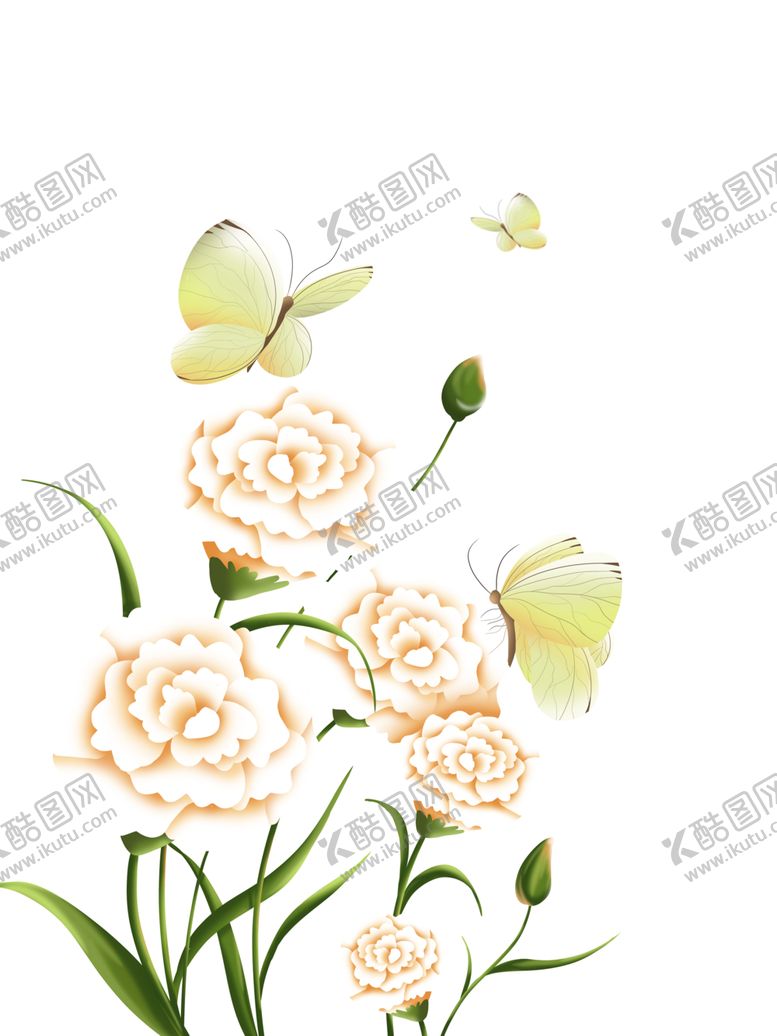 编号：25530306281838125455【酷图网】源文件下载-白牡丹素材