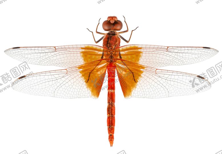 编号：49952209271352588842【酷图网】源文件下载-蜻蜓