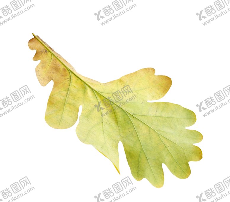 编号：33936410110713413525【酷图网】源文件下载-枫叶