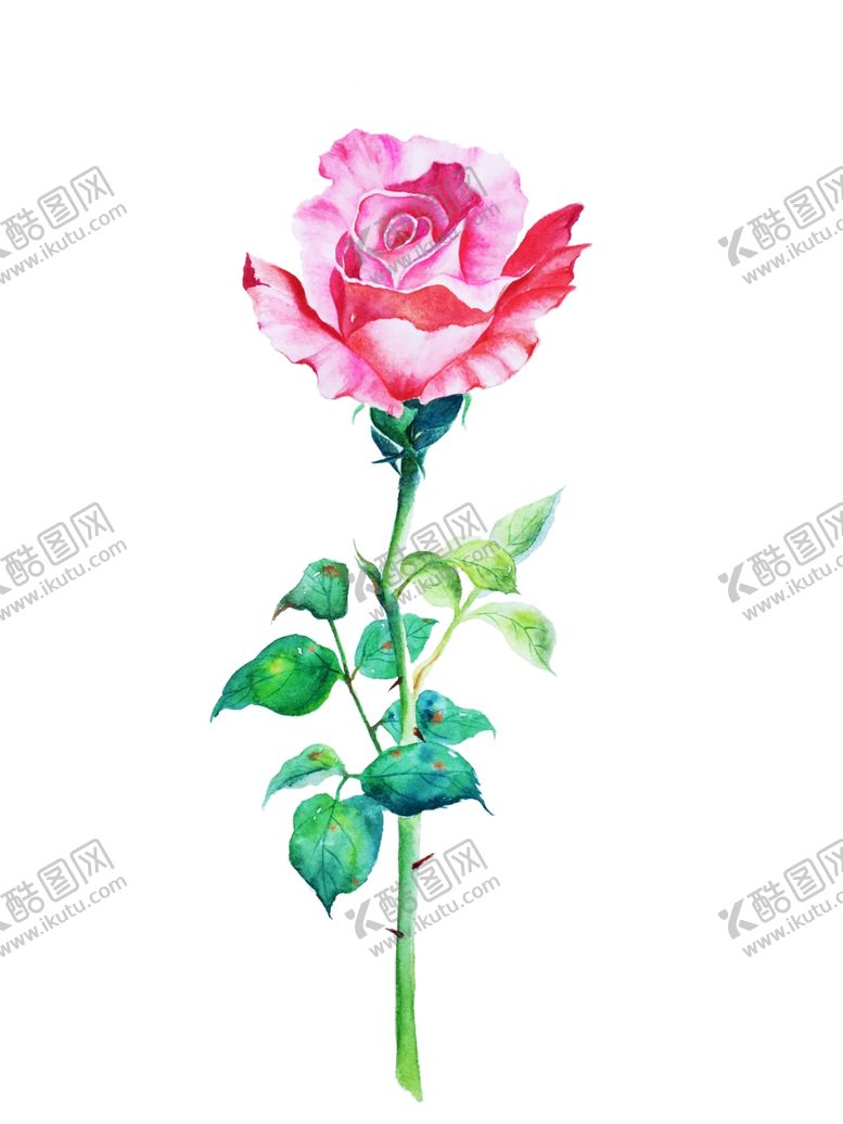 编号：32611506161401266579【酷图网】源文件下载-玫瑰