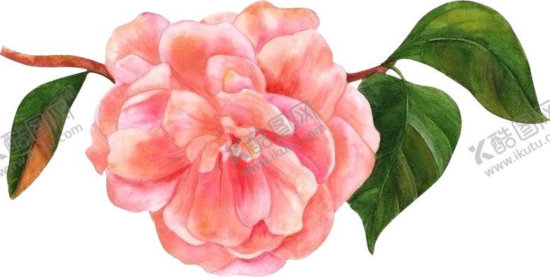 编号：36480609280055322008【酷图网】源文件下载-花卉素材