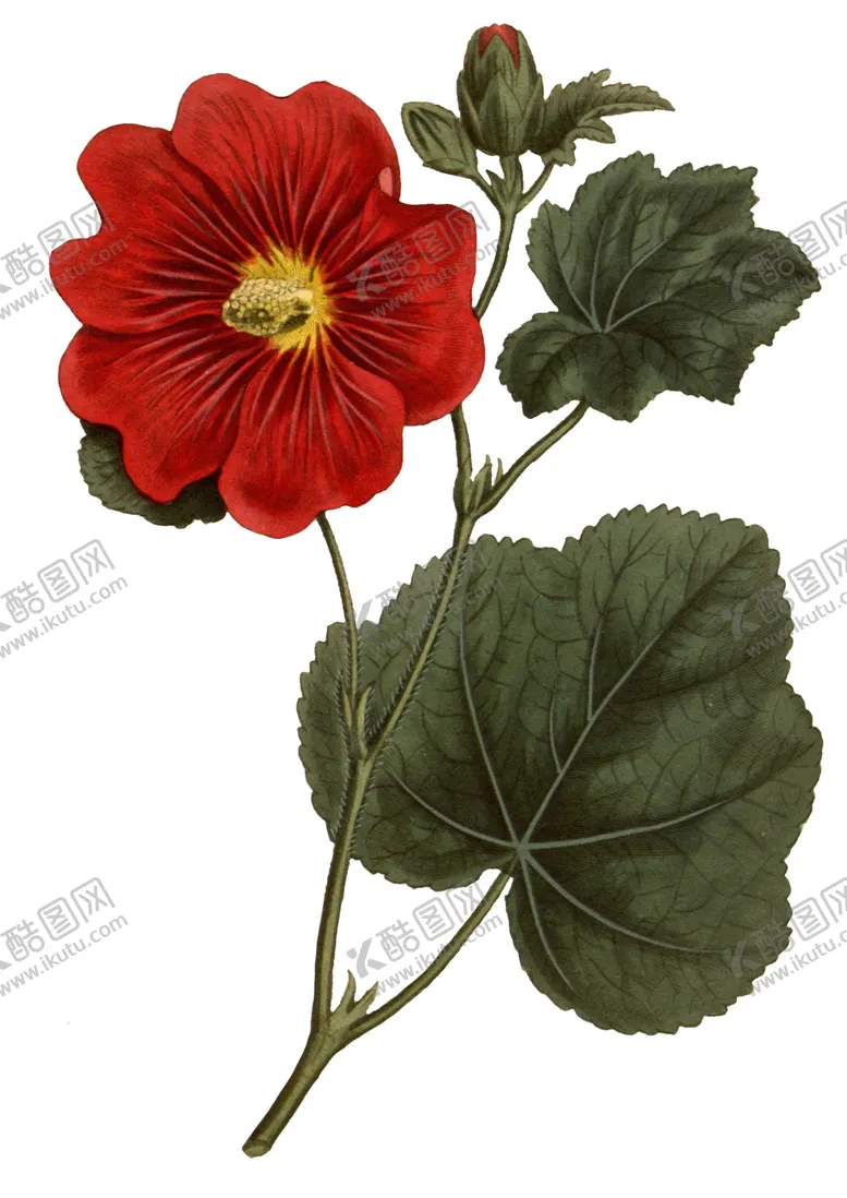 编号：46990706191050309177【酷图网】源文件下载-复古鲜花植物装饰图案