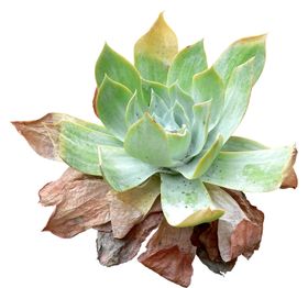 免扣花卉植物素材
