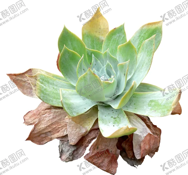 编号：75590006282200304122【酷图网】源文件下载-免扣花卉植物素材