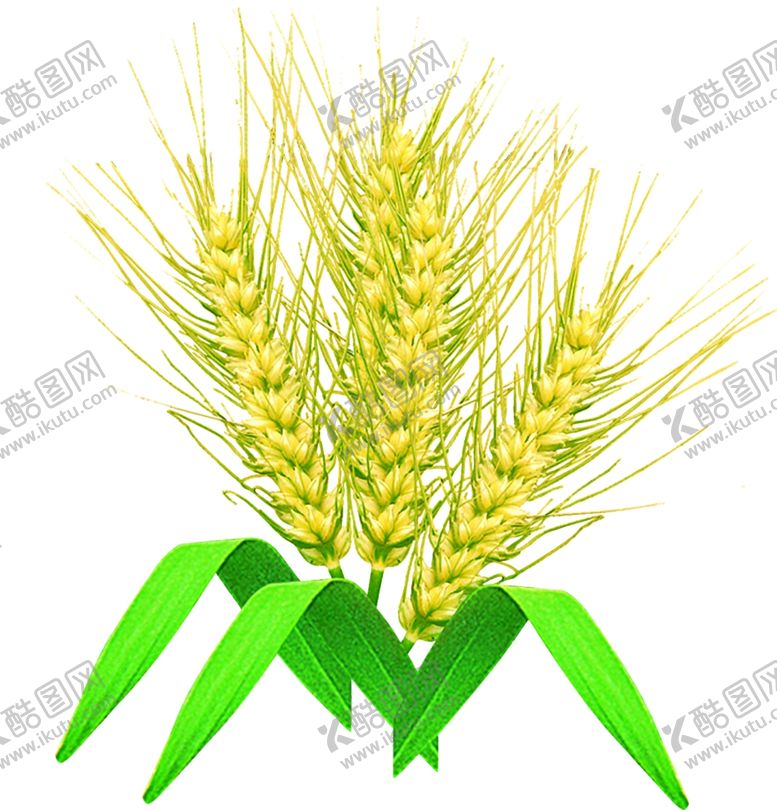 编号：35061809300033544497【酷图网】源文件下载-麦穗