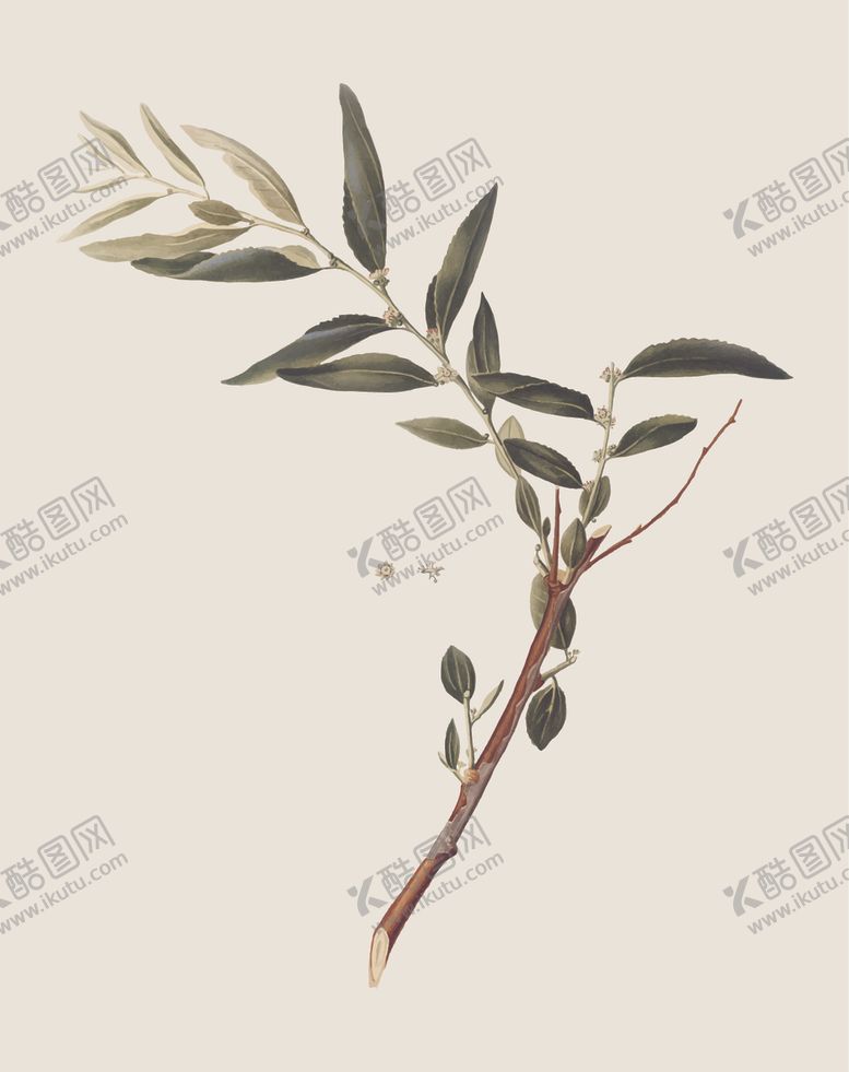 编号：77357106301702366740【酷图网】源文件下载-叶子