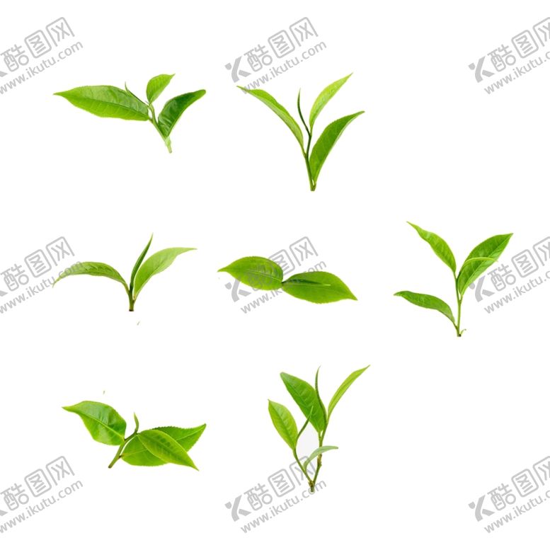 编号：45317307042236019443【酷图网】源文件下载-叶子