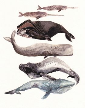 海洋鱼类水彩插画