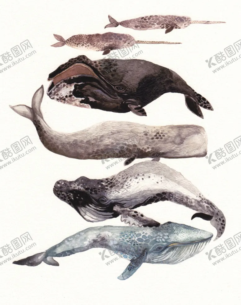 编号：43935207011102089461【酷图网】源文件下载-海洋鱼类水彩插画