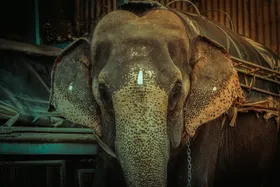 大象摄像生物世界野生动物