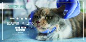 宠物