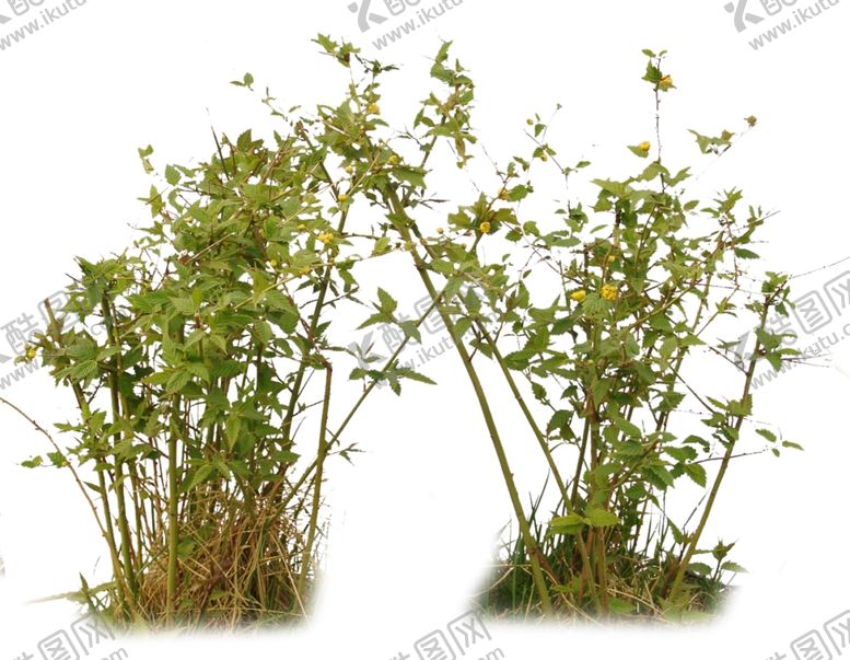 编号：52340310281930293756【酷图网】源文件下载-灌木素材