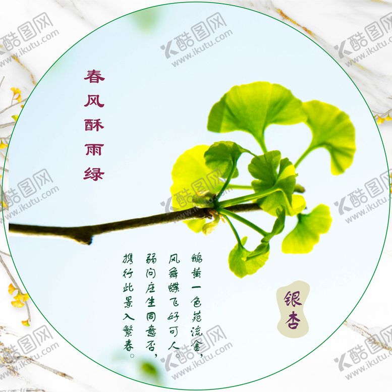 编号：98350001131525278214【酷图网】源文件下载-银杏