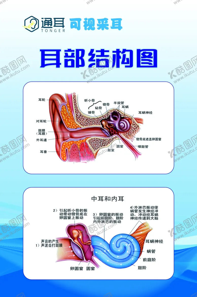 编号：66450802041656565611【酷图网】源文件下载-通耳耳部结构图