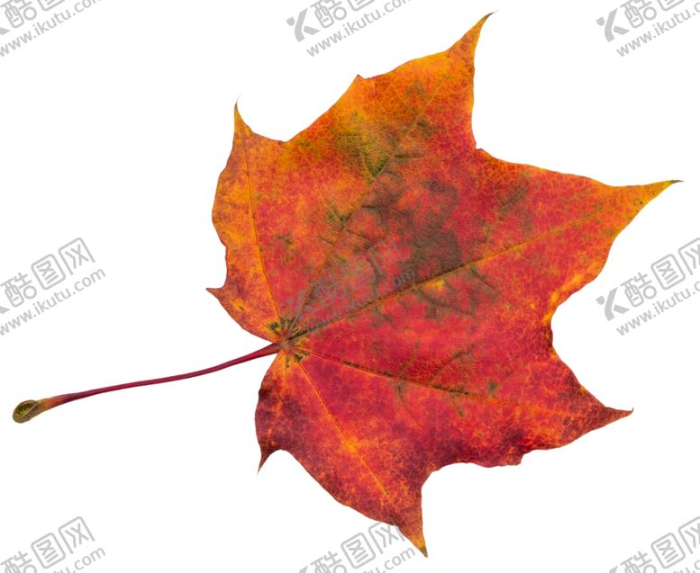 编号：19312010070038084145【酷图网】源文件下载-树叶