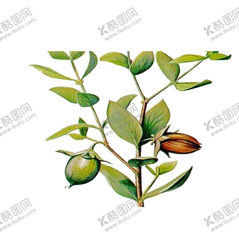 编号：55098310191517386003【酷图网】源文件下载-植物