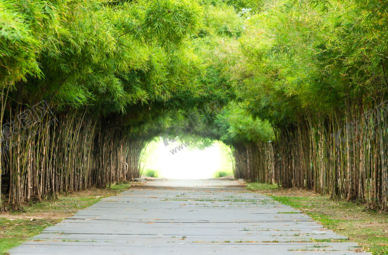 编号：87145309260524564718【酷图网】源文件下载-竹子