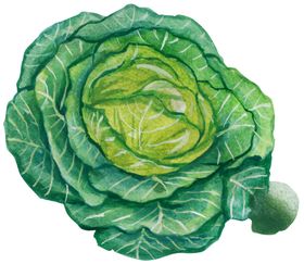 蔬菜