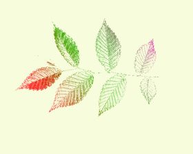 树叶素材