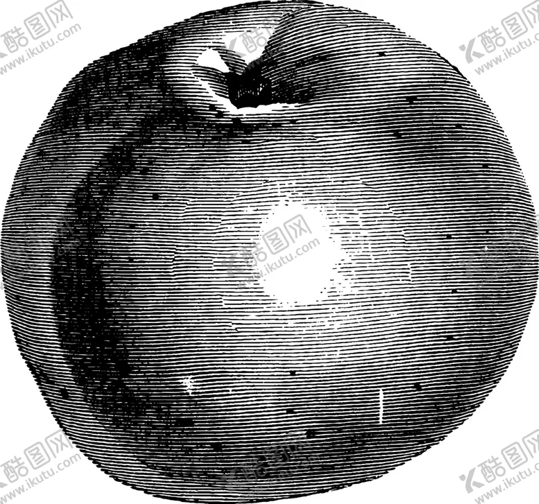 编号：40138609230829310761【酷图网】源文件下载-手绘素描水果