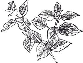 素描鲜花